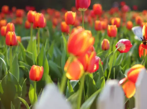 南京中山植物園