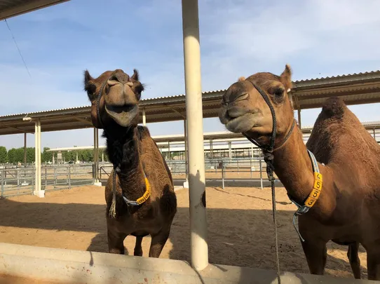 4_杜拜駱駝工廠