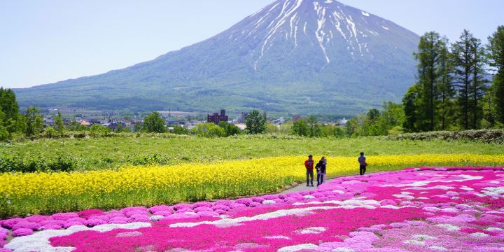 Mishima-San’s Shibazakura Garden