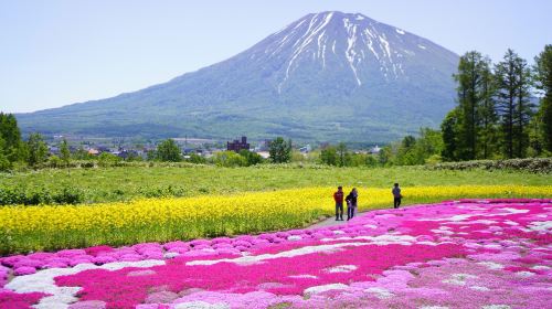 三島さんの芝桜庭園