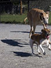 Yarmouth Dog Park