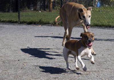 Yarmouth Dog Park