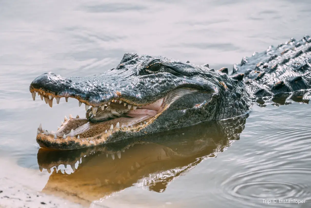 3_Paynes Prairie Preserve State Park