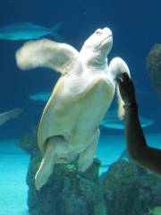 ABQ BioPark Aquarium