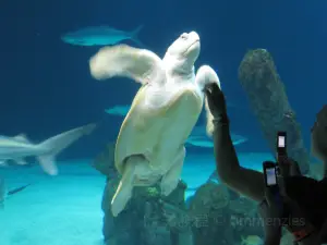 ABQ BioPark水族館