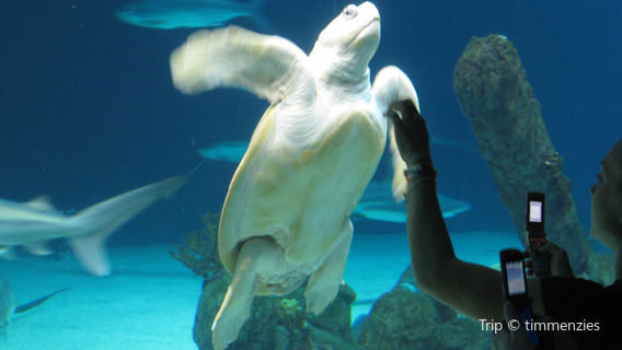 ABQ BioPark Aquarium