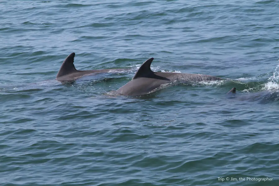 Dolphin Watch Charters