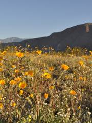 Spur Cross Ranch Conservation