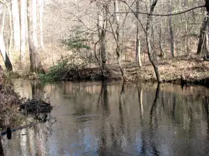 Croatan National Forest