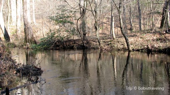 Croatan National Forest