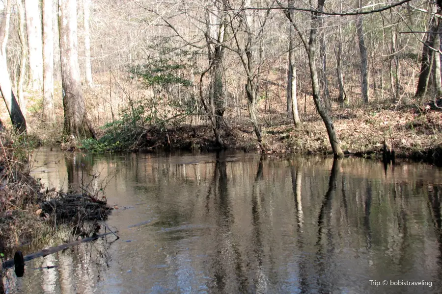 Croatan National Forest