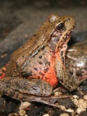 Frog Pond Wetland Preserve