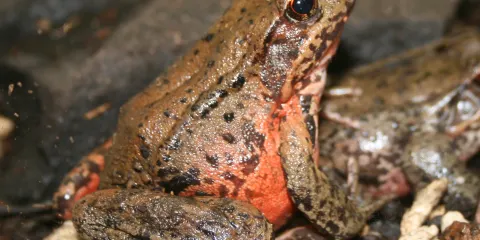Frog Pond Wetland Preserve