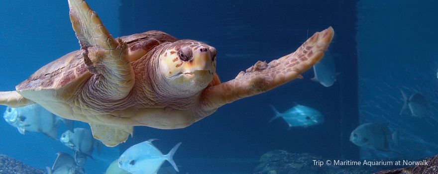 The Maritime Aquarium at Norwalk