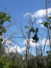 Tree Tops Park