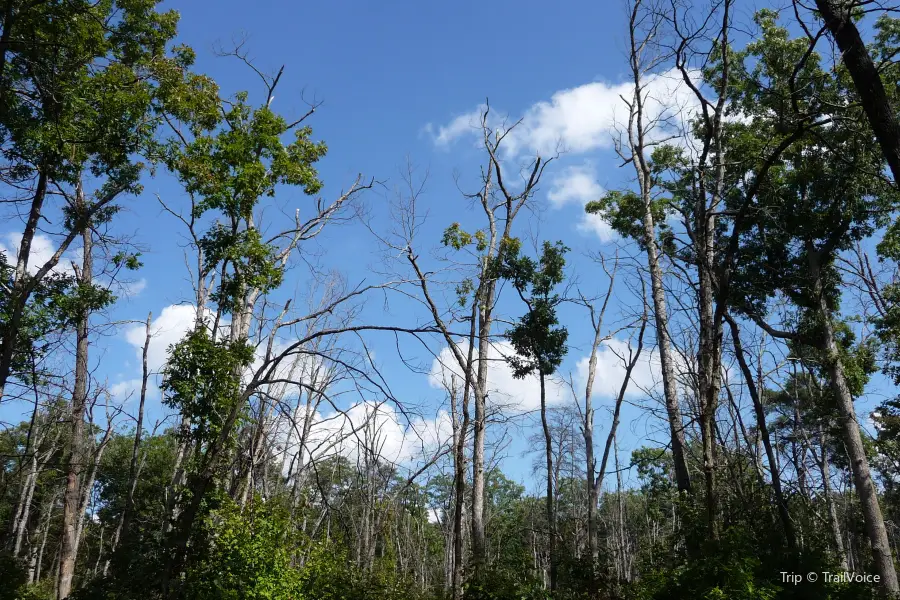 Tree Tops Park