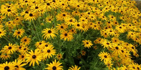 Sussex Prairies Garden