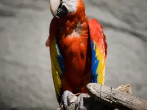 デトロイト動物園