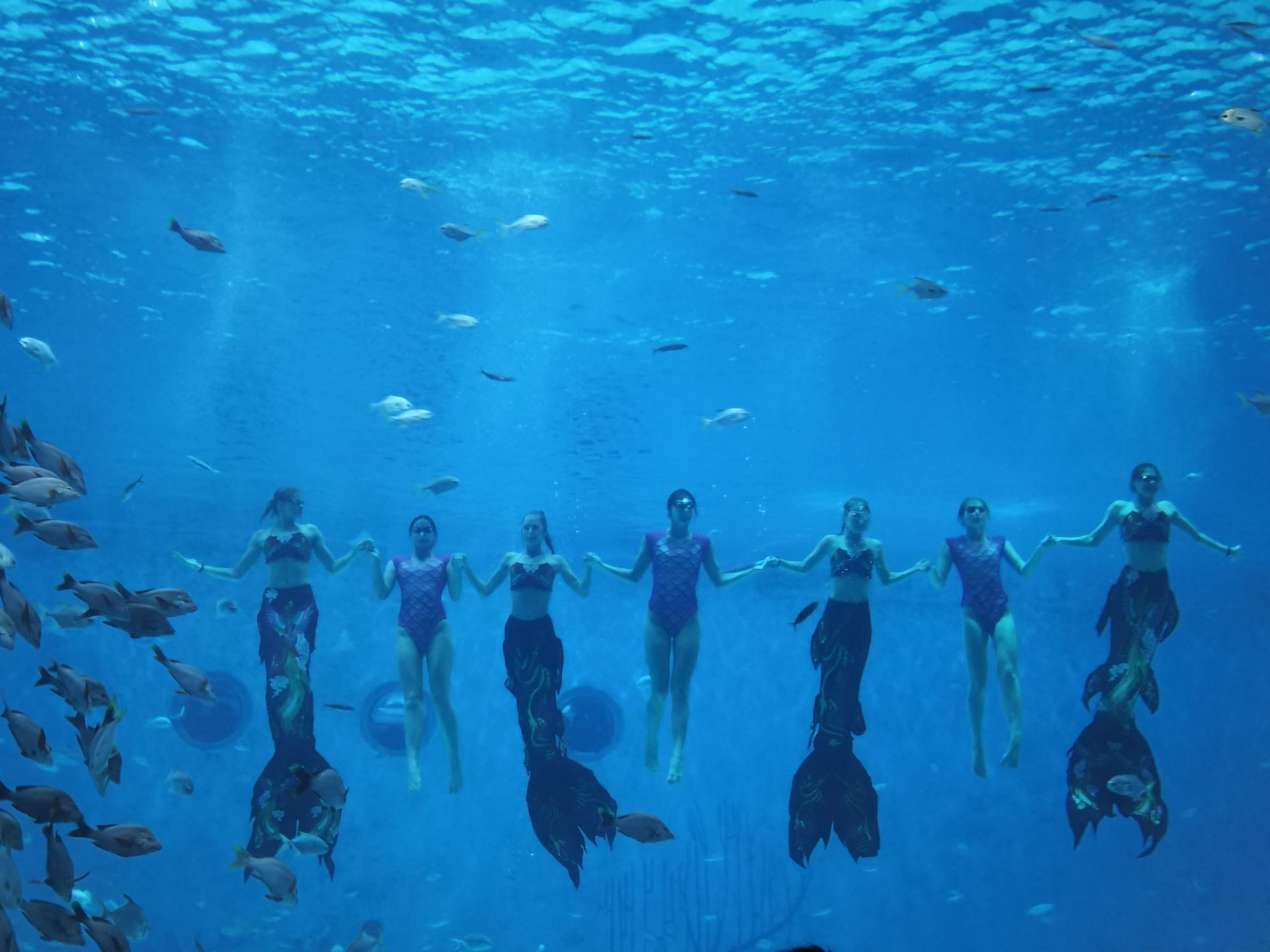 美人魚表演 人魚童話 旅遊攻略指南 美人魚表演 人魚童話 評價 美人魚表演 人魚童話 附近推薦 Trip Com 美人魚表演 人魚童話 旅遊攻略指南 美人魚表演 人魚童話 評價 美人魚表演 人魚童話 附近推薦 Trip Com