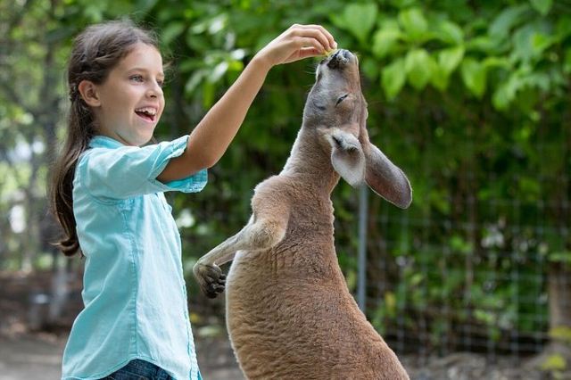 Jungle Island Miami Eco Adventure Theme Park Like No Other Travel Notes And Guides Trip Com Travel Guides
