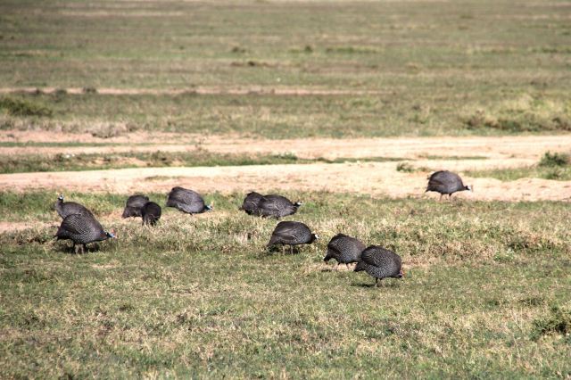 Sweetwaters Game Reserve