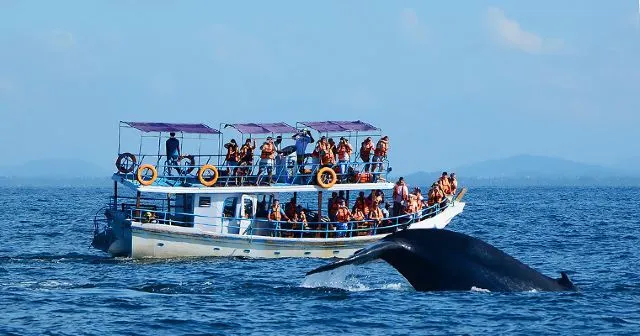 全球觀鯨指南 l 去哪裡邂逅「海洋巨人」？看這篇就對了！