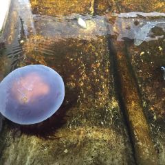 海边渔家 User Photo