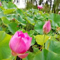 評論圖片 9