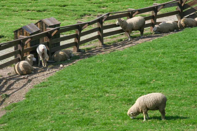 7 Special Experiences on Qingjing Farm, the Mini Switzerland in Taiwan