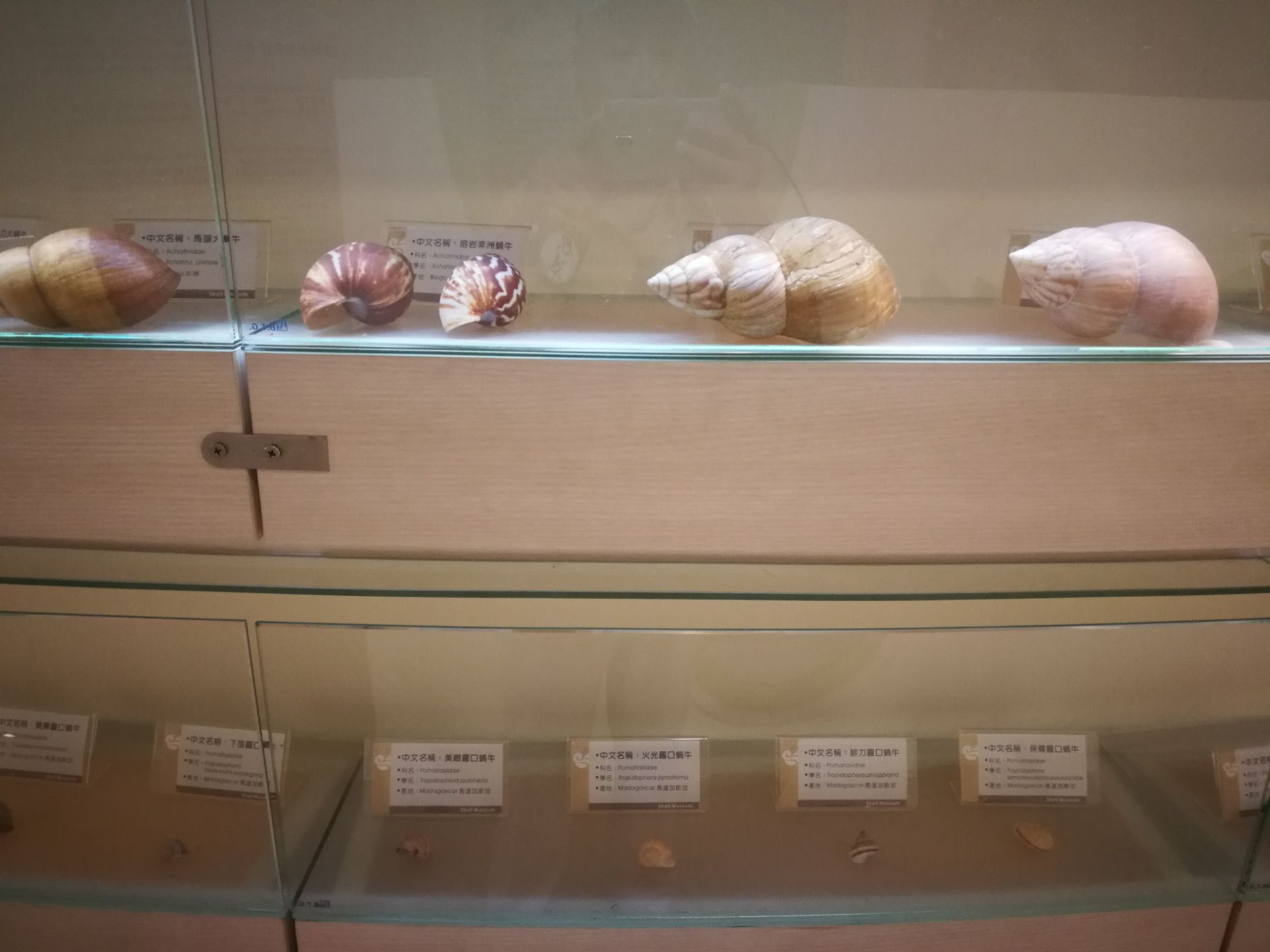 高雄旗津貝殼館旅遊攻略指南 高雄旗津貝殼館評論 高雄旗津貝殼館附近推薦 Trip Com 高雄旗津貝殼館旅遊攻略指南 高雄旗津貝殼館評論 高雄旗津貝殼館附近推薦 Trip Com