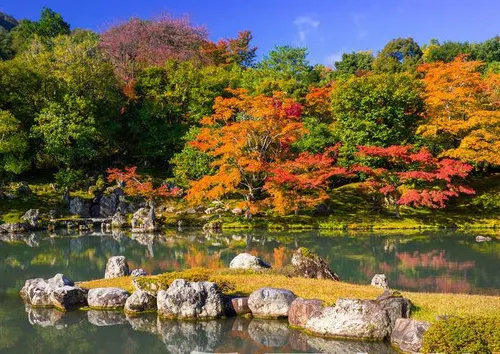 In Nara, The Old Capital of Japan, You Can Experience The True Japan and Appreciate The Cherry Blossoming As Well As The Maples!