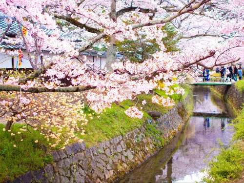 It is Time for Sakura Viewing Again in Kyoto. The Pink Sakura is More Matched with The Ancient Capital. 