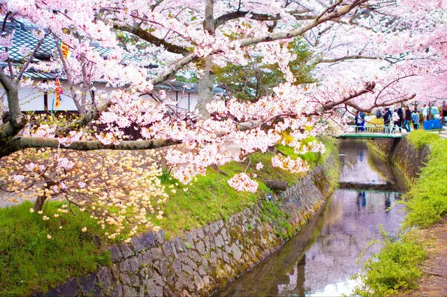 It is Time for Sakura Viewing Again in Kyoto. The Pink Sakura is More Matched with The Ancient Capital. 