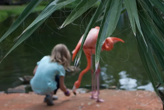 Hand-feeding Flamingo: A Guide to Sarasota Jungle Gardens