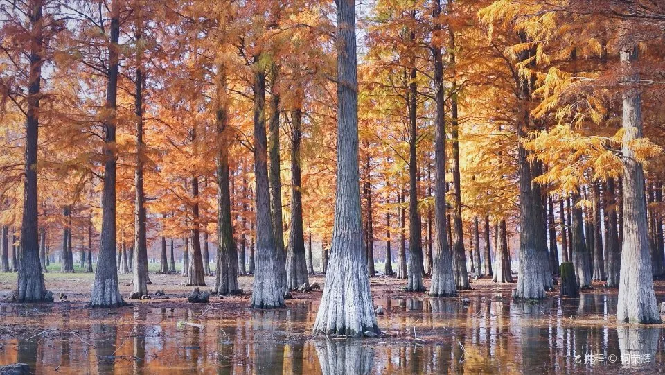 Siming Lake Redwood Forest