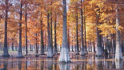 Siming Lake Redwood Forest