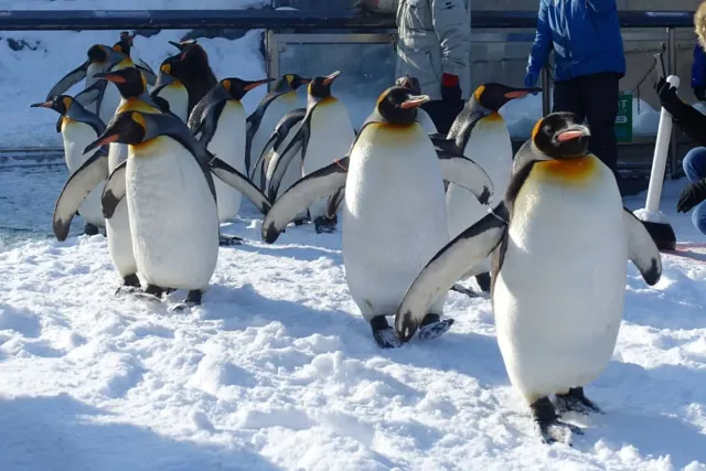 【北海道冬天自由行⛄】十大必到冬日限定北海道景點！