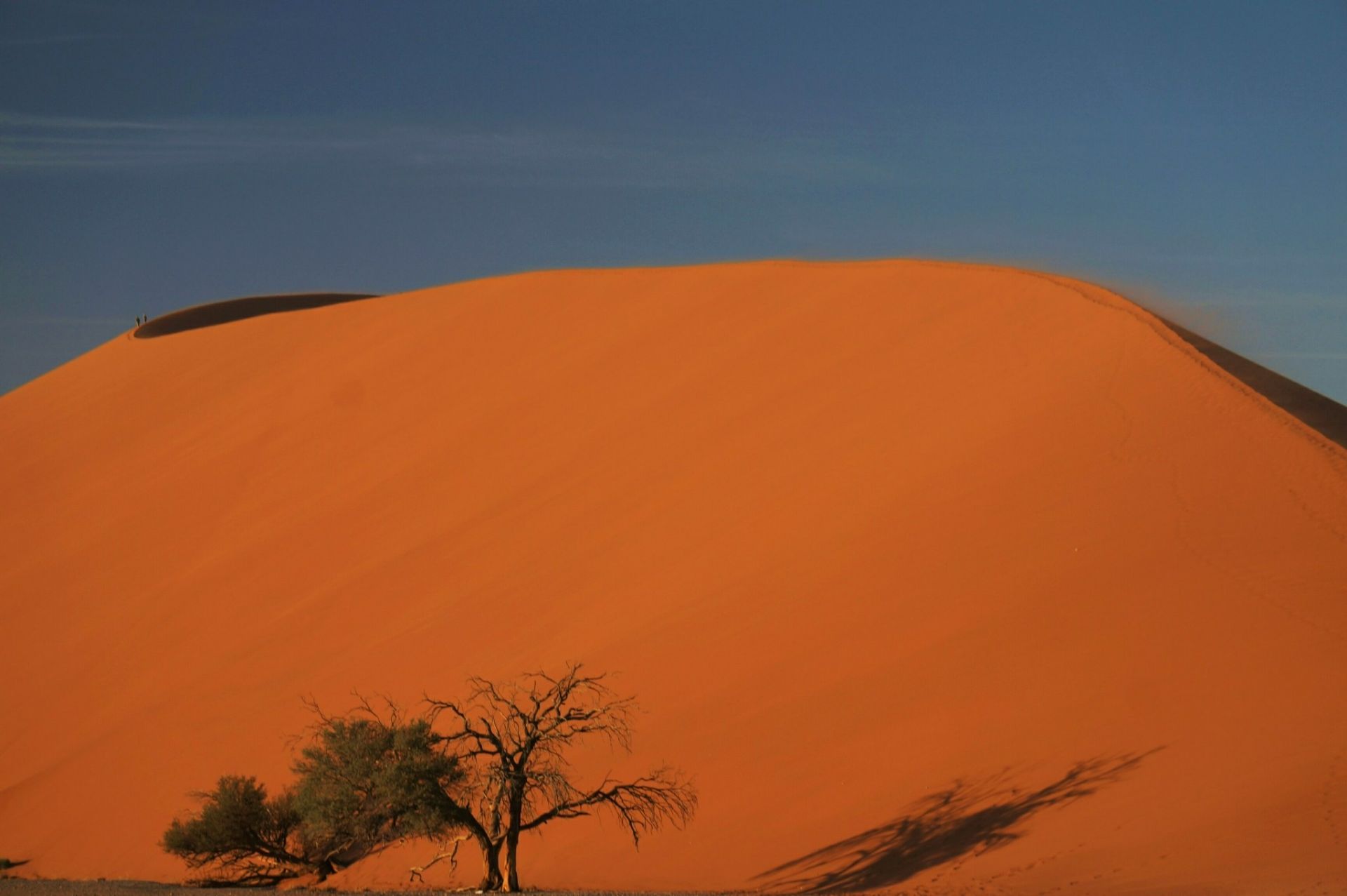 ジャイサルメール Thar Desert 評判 案内 トリップドットコム ジャイサルメール Thar Desert 評判 案内 トリップドットコム