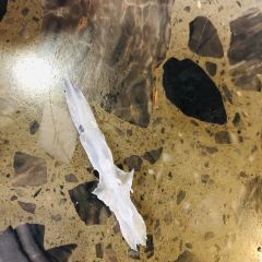 雅鱼王老字号 User Photo