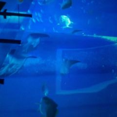 Ocean Restaurant User Photo