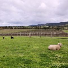 Yarrawood Cellar Door and Cafe User Photo
