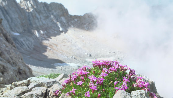 Tromsø arktisk-alpine botaniske hage