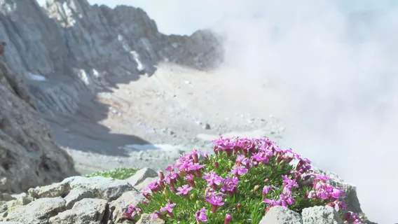 Arctic–Alpine Botanic Garden