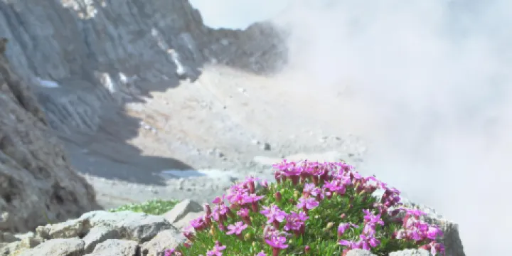 特羅姆瑟北極-高山植物園