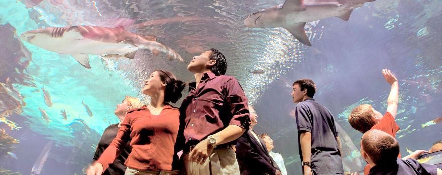 Newport Aquarium