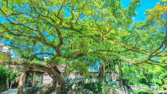 Dragon Claw Ficus