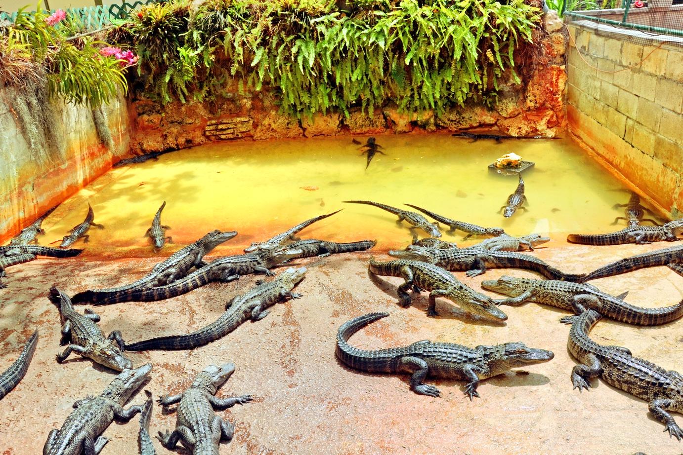 Latest travel itineraries for Everglades Alligator Farm in November  (updated in 2023), Everglades Alligator Farm reviews, Everglades Alligator  Farm address and opening hours, popular attractions, hotels, and  restaurants near Everglades Alligator Farm 