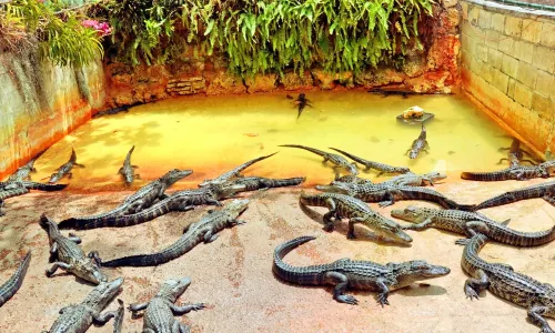 Everglades Alligator Farm