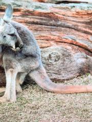 神戶市立王子動物園