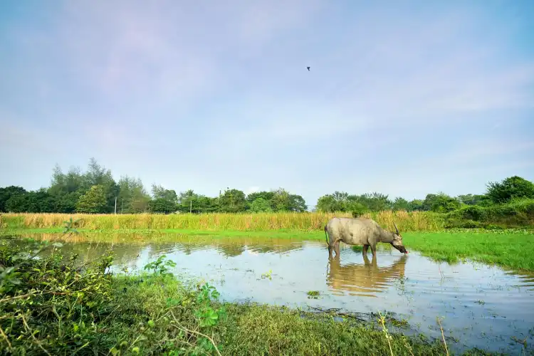Buffalo Park, Langkawi 주변 호텔